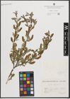 Foto von Salix triandra L.